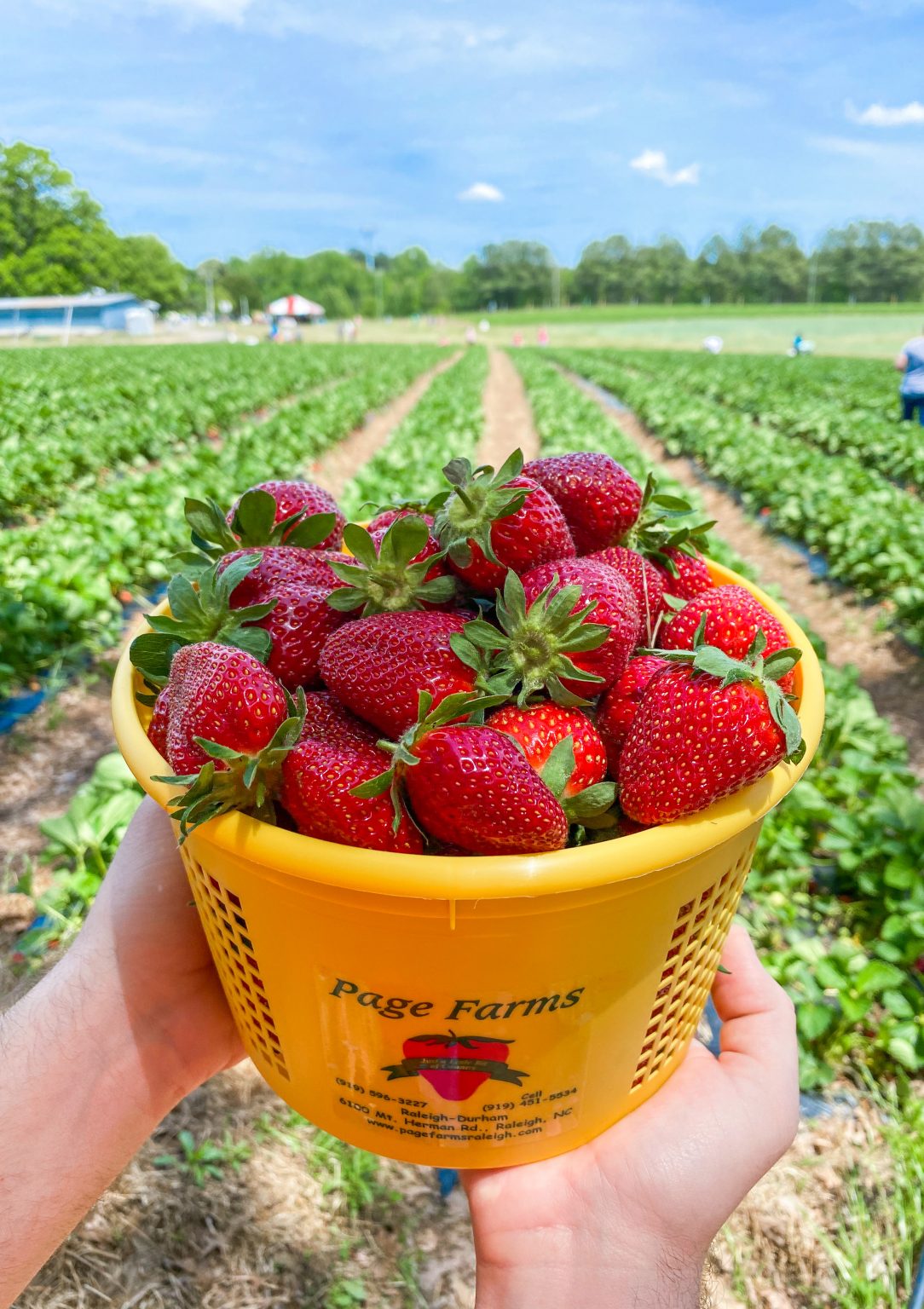 Where to Go Strawberry Picking in RaleighDurham Better with Ju