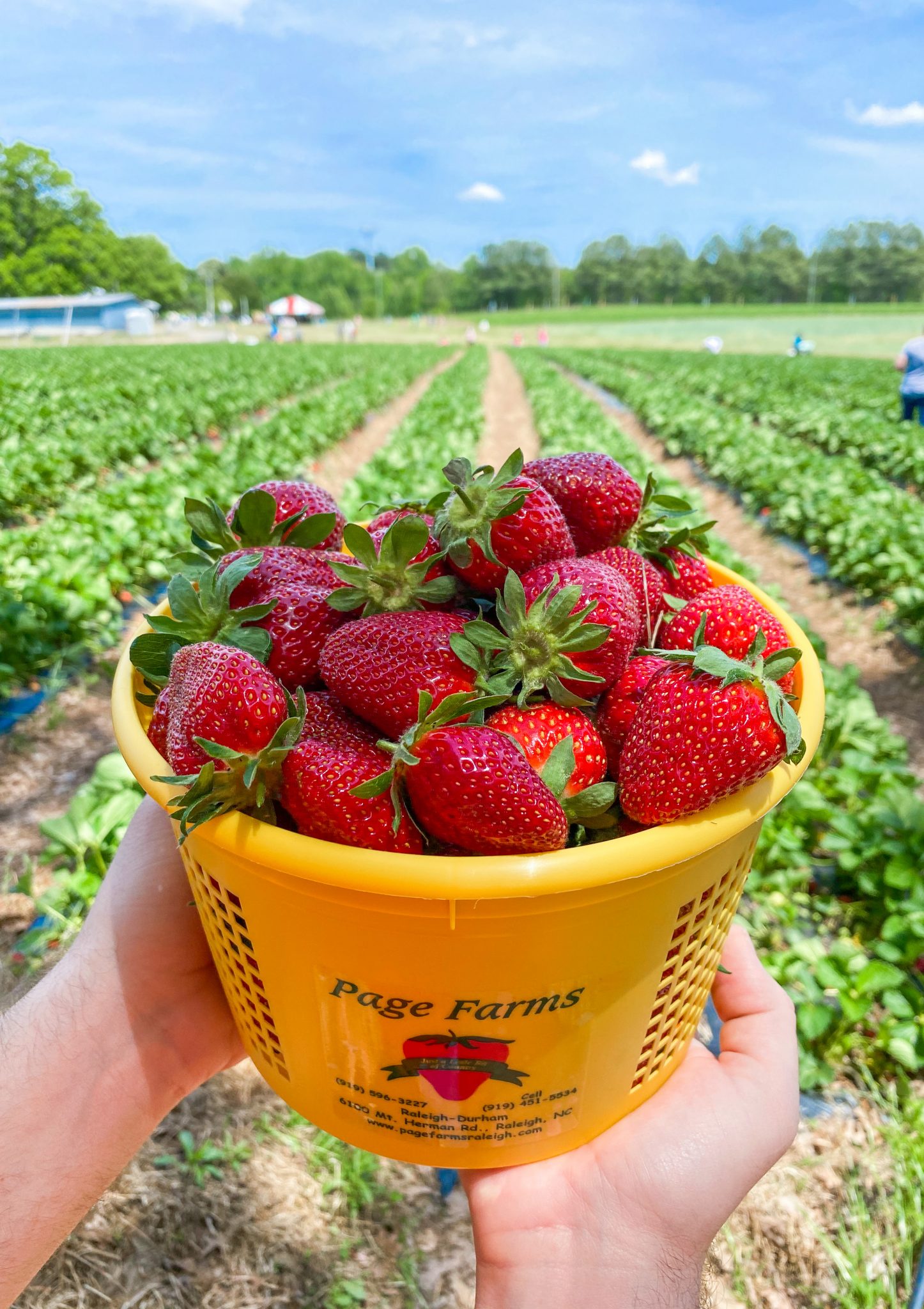 Where to Go Strawberry Picking in RaleighDurham Better with Ju