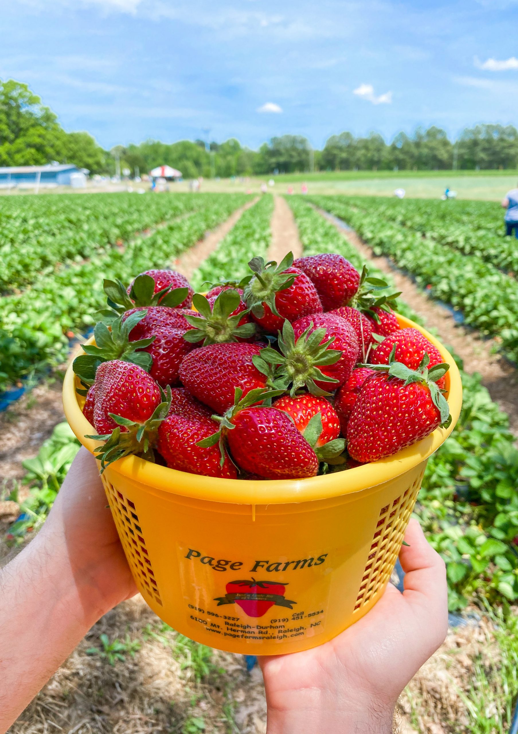 Where to Go Strawberry Picking in Raleigh-Durham